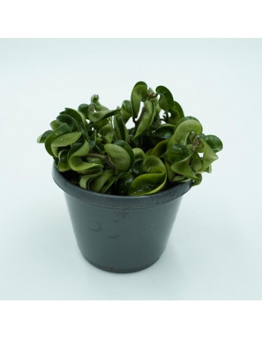 Hoya vaso 14
