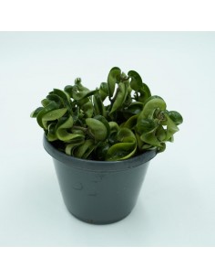 Hoya vaso 14