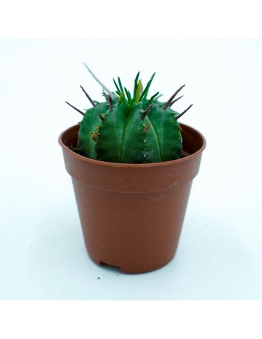 Euphorbia Meloformis vaso 5,5