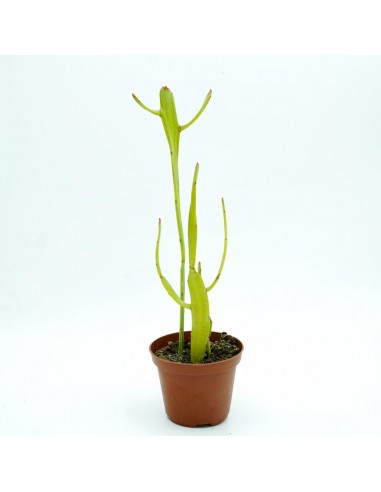 Euphorbia Enterophora vaso 10