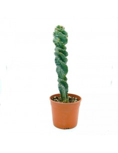 Forbesii Spiralis vaso 17 h 45