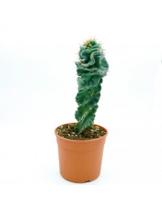 Forbesii Spiralis vaso 17 h25