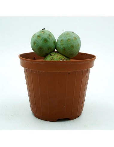 Tephrocactus Geometricus vaso 10