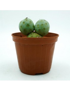 Tephrocactus Geometricus vaso 10