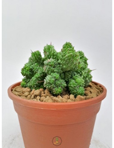 Euphorbia cv. Green Elf f. crestata