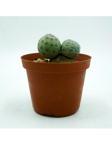 Tephrocactus Geometricus vaso 10
