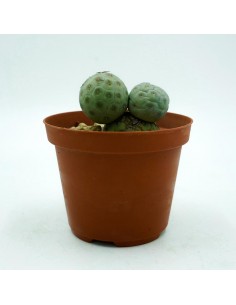 Tephrocactus Geometricus vaso 10