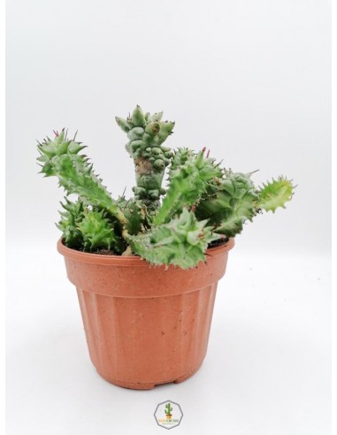 Euphorbia Horrida f. Mostruosa - pot 14