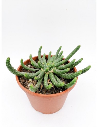 Euphorbia Inermis - pot 16