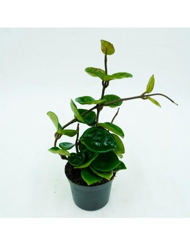 Hoya carnosa vaso 8