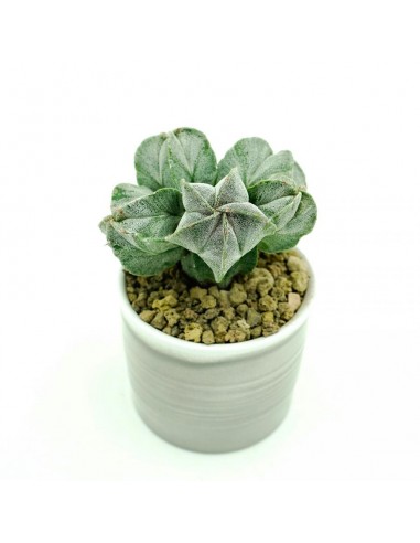 Astrophytium vaso terracotta smaltata 7,5