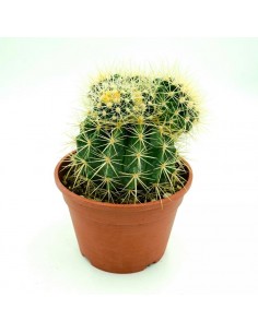 Echinocactus Grusonii vaso 16