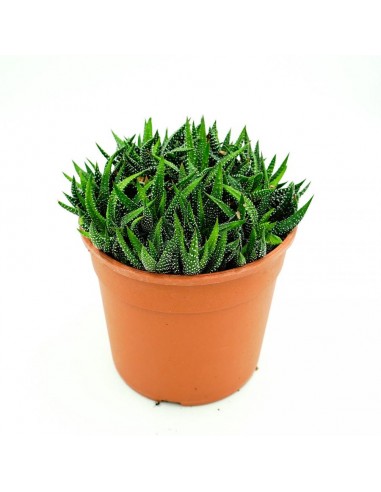 Hawortia Fasciata vaso17