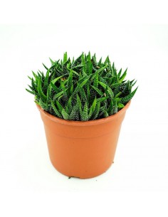 Hawortia Fasciata vaso17