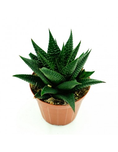 Hawortia Limifolia vaso 8