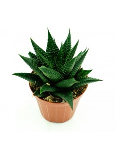 Hawortia Limifolia vaso 8