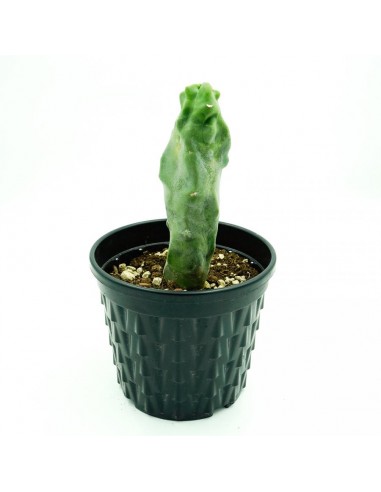 Lophocereus Schotti vaso 18