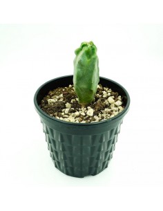 Lophocereus Schottii vaso 18