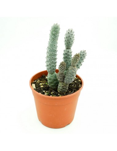 Tephrocactus Articulatus vaso 17
