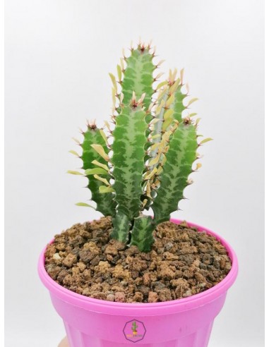 Euphorbia Trigona - pot 14