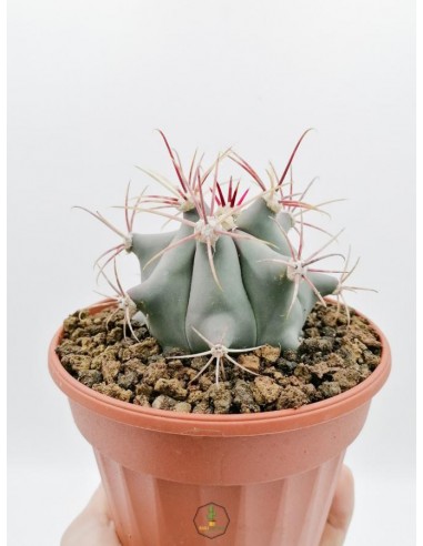 Ferocactus Emoryi - pot 14