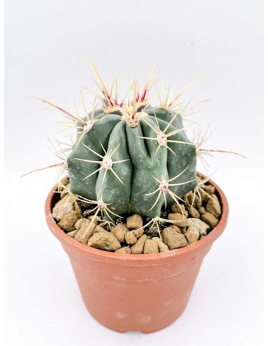 Ferocactus Histrix - pot 16