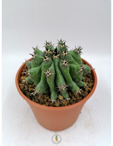 Ferocactus Horridus f. Brevispinus