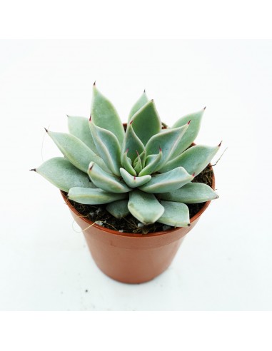 Graptopetalum Filiferum XXL Vaso 5,5