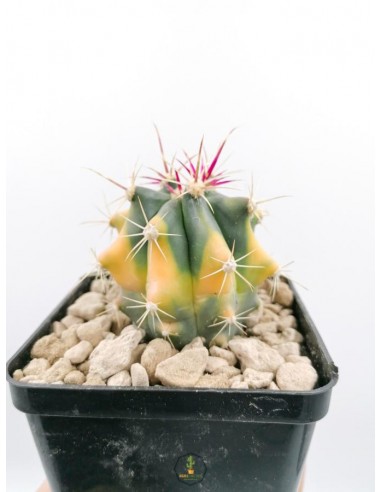 Ferocactus hybrid f. variegata - pot 9x9