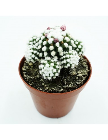 Mammillaria Gracilis cv Oruga Vaso 6,5