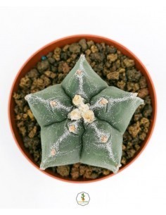 Cereus