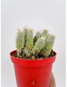 Cheiridopsis
