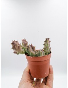 Cleistocactus
