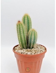Copiapoa
