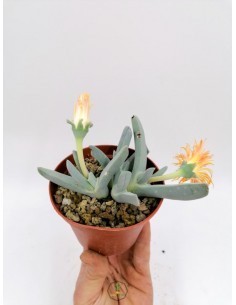 Crassula