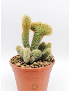 Echinocactus