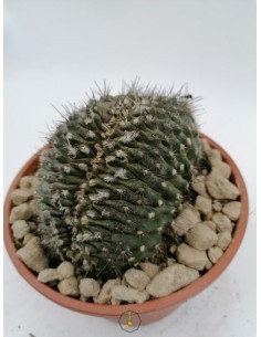 Echinocereus