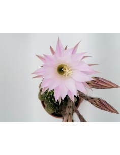 Faucaria