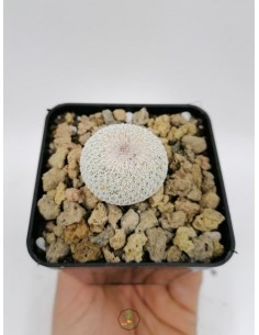 Ferocactus
