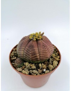 Gasteria