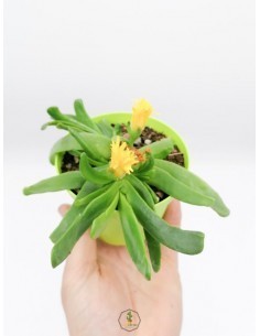 Euphorbia