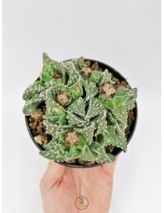 Gymnocalycium