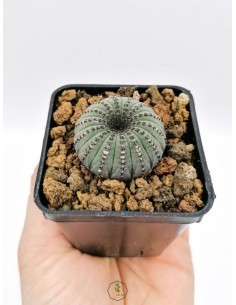 Haworthia