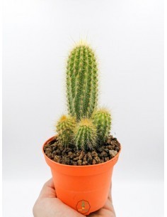 Mammilaria