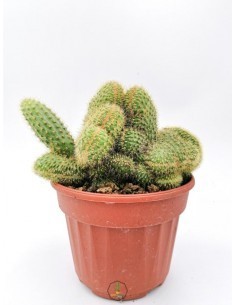 Matucana