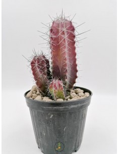 Neoporteria