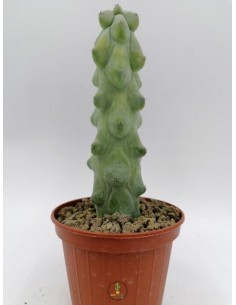 Parodia