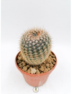 Aizoaceae