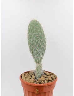 Puna