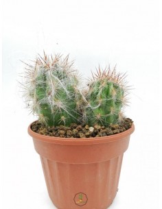 Rebutia